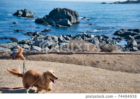 Miniature dachshund playing on the Tanesashi coast in winter Miniature dachshund playing on the Tanesashi coast in winter 74484938