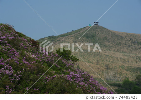 栽培牡丹、藥草、木本植物及花簇 74485423