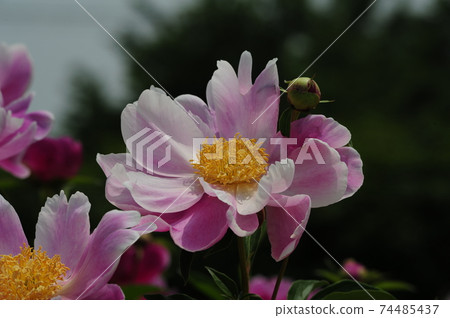 Peony. Medicinal herb. Peony. Flower bud. Cultivated Peony. Medicinal herb. Peony. Flower bud. Cultivated 74485437
