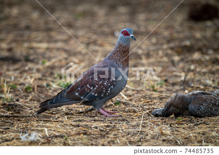 Speckled pigeon stands beside another lying dead 74485735