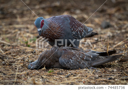 Speckled pigeon inspects another dead on ground 74485736