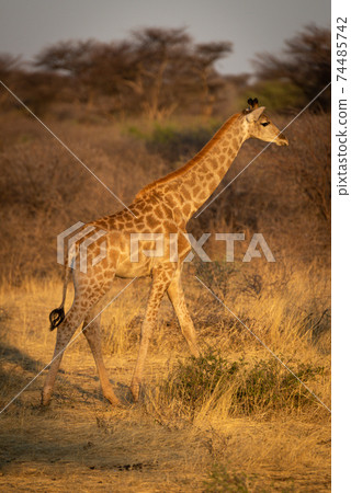 Southern giraffe walks through bushes at dusk 74485742