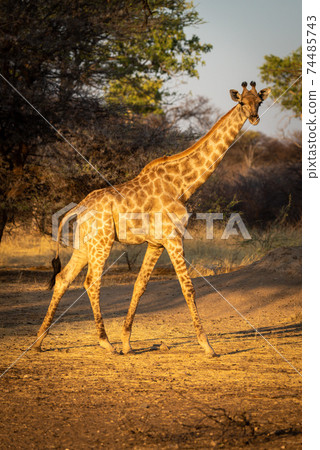 Southern giraffe walks past tree eyeing camera Southern giraffe walks past tree eyeing camera 74485743
