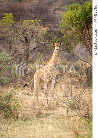 Southern giraffe stands in clearing eyeing camera 74485760
