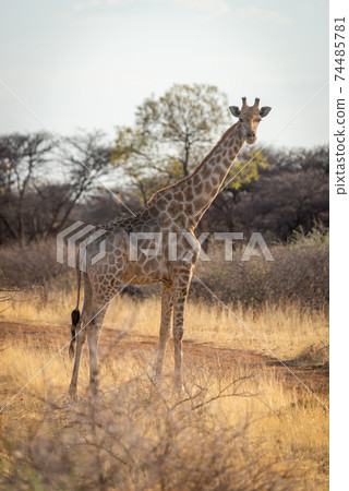 Southern giraffe stands beside track eyeing camera Southern giraffe stands beside track eyeing camera 74485781