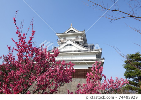 Japanese castle in full bloom 74485929