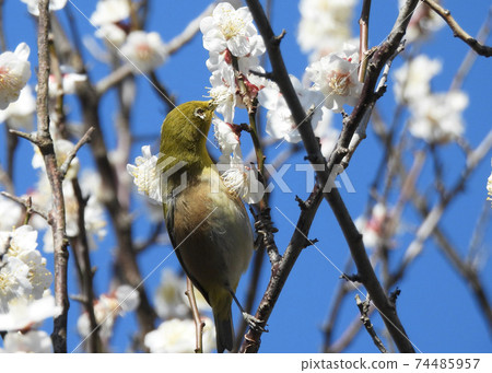 Plum and mezzo 74485957