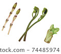 蔬菜圖_馬尾_蕨菜_鱈魚芽 74485974