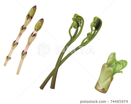 蔬菜圖_馬尾_蕨菜_鱈魚芽 74485974
