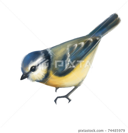 Cute titmouse isolated on white bacground Cute titmouse isolated on white bacground 74485979