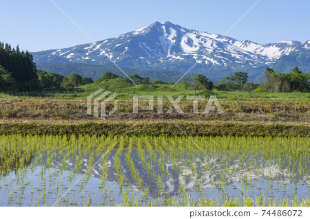 Paddy fields on the Toriumi Plateau in early summer 74486072