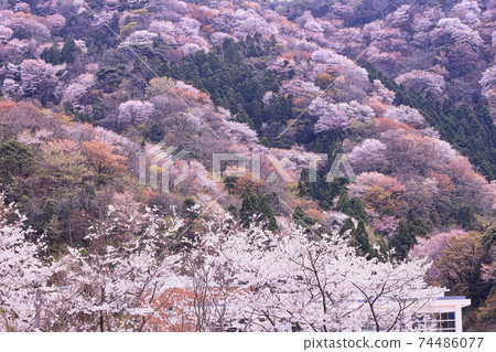Winter cherry tree of Temple Winter cherry tree of Temple 74486077