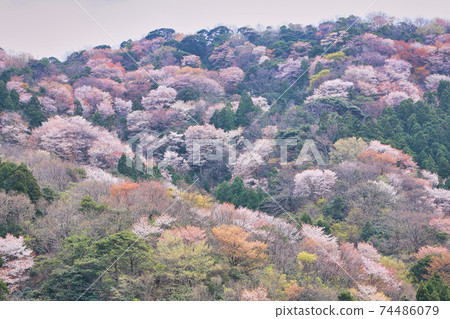冬天櫻花樹的寺廟 冬天櫻花樹的寺廟 74486079