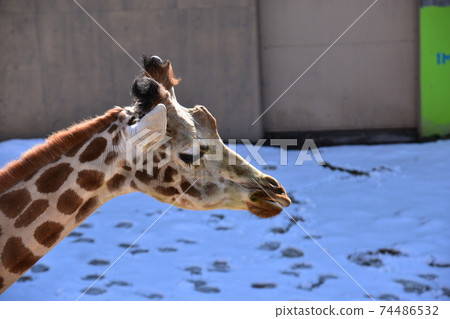 Winter animals Winter animals 74486532