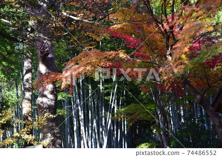Kun Shizuyama Yakuoji Temple Autumn Leaves # 19 74486552