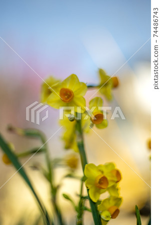 黃水仙在農夫的花園裡開始開花 74486743