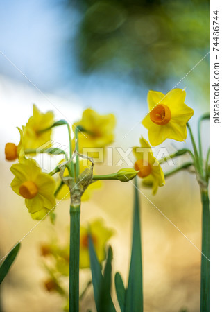 黃水仙在農夫的花園裡開始開花 黃水仙在農夫的花園裡開始開花 74486744