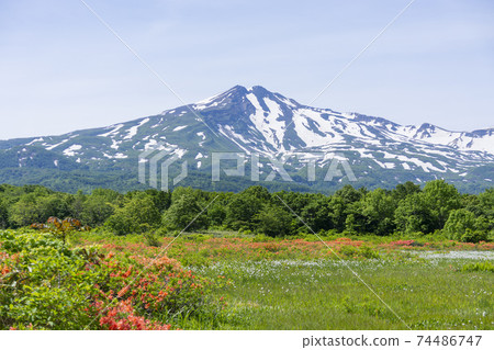 Mt. Chokai, Eriophorum vaginalis and Japanese azalea Mt. Chokai, Eriophorum vaginalis and Japanese azalea 74486747