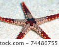 Starfish 74486755