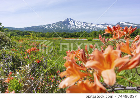 長海山和日本杜鵑花 長海山和日本杜鵑花 74486857