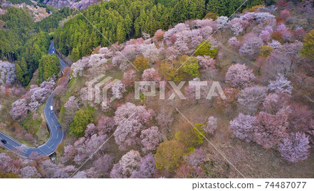 World heritage Senbonzakura in Yoshinoyama, Nara Prefecture, taken from the sky with a drone World heritage Senbonzakura in Yoshinoyama, Nara Prefecture, taken from the sky with a drone 74487077