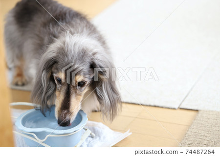 老人迷你臘腸犬藍褐色飲用水 老人迷你臘腸犬藍褐色飲用水 74487264