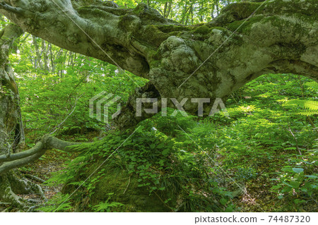 A giant beech tree deformed from the Toriumi Plateau in early summer 74487320