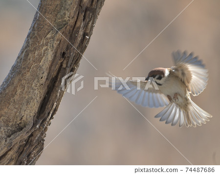 An aerial photograph of a sparrow flying with its wings spread to stay in a tree An aerial photograph of a sparrow flying with its wings spread to stay in a tree 74487686