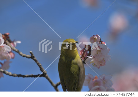 Blue sky, pink cherry blossoms and a happy yellow-green bird 74487744