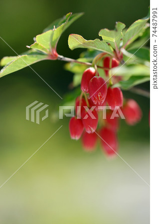 Tottori Four Seasons Walk Spring Flower Tottori Four Seasons Walk Spring Flower 74487991