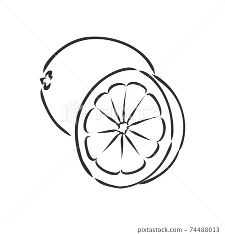 Hand drawn vector lemon slice, piece, on light background. lemon, vector sketch illustration Hand drawn vector lemon slice, piece, on light background. lemon, vector sketch illustration 74488013