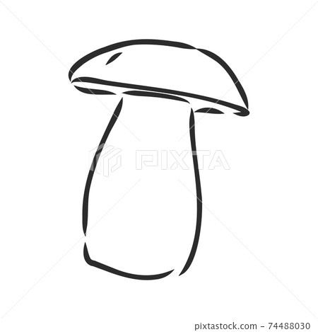 vector hand drawing of wild mushrooms. forest white mushroom vector sketch illustration vector hand drawing of wild mushrooms. forest white mushroom vector sketch illustration 74488030