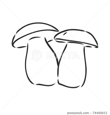 vector hand drawing of wild mushrooms. forest white mushroom vector sketch illustration vector hand drawing of wild mushrooms. forest white mushroom vector sketch illustration 74488031
