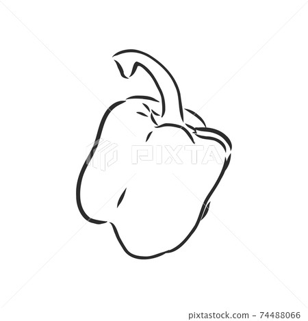 Sweet pepper. Vector hand drawn vegetables isolated on white background. bell pepper, vector sketch illustration 74488066