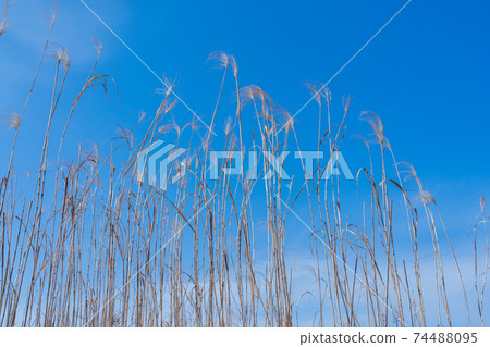 Kawahara's withered plow 74488095