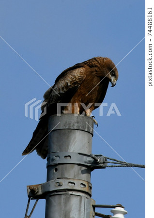 Tobi who stops at a telephone pole and looks around 74488161