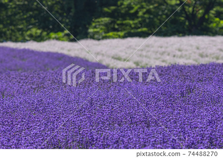 White and purple lavender flowers blooming on the plateau 74488270