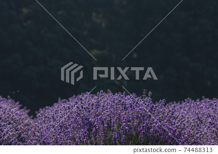 Lavender flowers blooming on the plateau 74488313