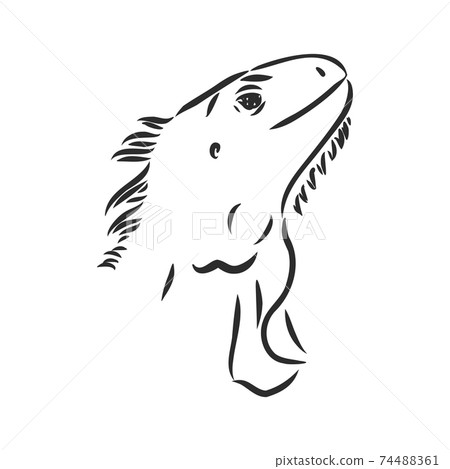 Sketch of iguana. Hand drawn illustration converted to vector. iguana vector sketch illustration 74488361