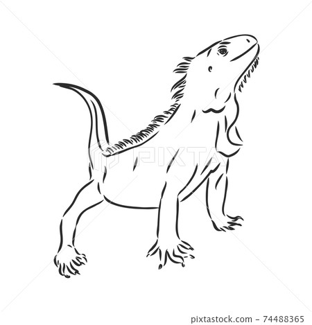 Sketch of iguana. Hand drawn illustration converted to vector. iguana vector sketch illustration 74488365