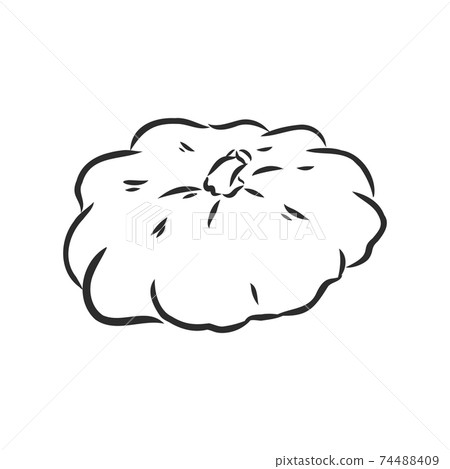 Vector illustration doodle sketch hand-drawn patisson. Isolated on white background. The concept of harvesting. Vintage retro style. Yellow ripe large squash. patisson, vector sketch illustration Vector illustration doodle sketch hand-drawn patisson. Isolated on white background. The concept of harvesting. Vintage retro style. Yellow ripe large squash. patisson, vector sketch illustration 74488409