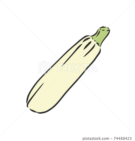 Zucchini. Vector hand drawn vegetables isolated on white background. zucchini, vector sketch illustration 74488423