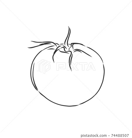 Tomato. Graphics. Illustration. Vector. tomato vector sketch illustration Tomato. Graphics. Illustration. Vector. tomato vector sketch illustration 74488507