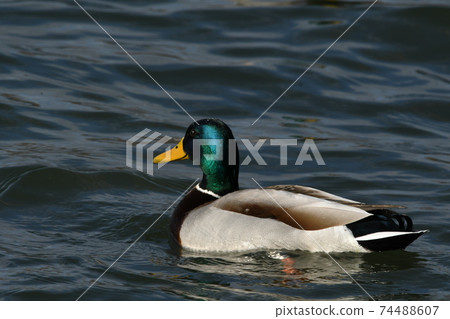 琵琶湖水禽綠頭鴨 74488607