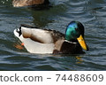 Lake Biwa Waterfowl Mallard 74488609