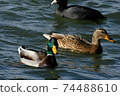 Lake Biwa Waterfowl Mallard 74488610