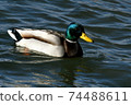 Lake Biwa Waterfowl Mallard 74488611