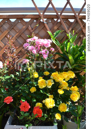 Gardening Roof balcony full of colorful roses 74489020
