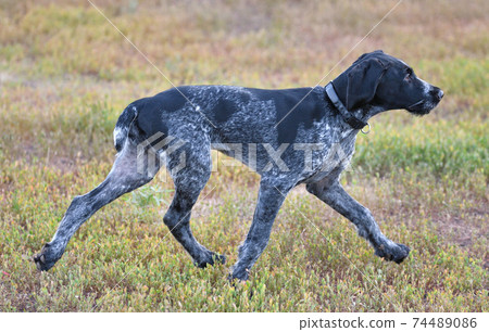 German wirehaired pointer or Drahthaar (Deutsch Drahthaar, Deutscher Drahthaariger Vorstehhund) German wirehaired pointer or Drahthaar (Deutsch Drahthaar, Deutscher Drahthaariger Vorstehhund) 74489086