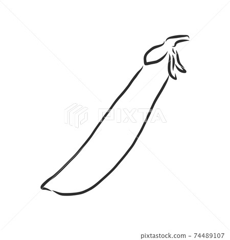 Hand drawn sketch peas sketch set. Vector organic food illustration isolated on white background. pea vector sketch illustration Hand drawn sketch peas sketch set. Vector organic food illustration isolated on white background. pea vector sketch illustration 74489107